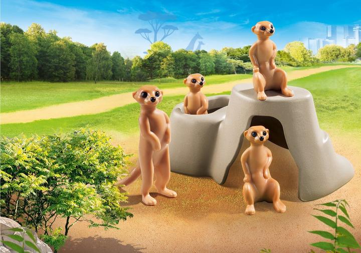 Meerkat colony